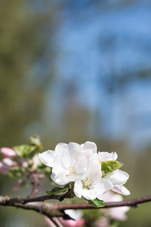 Fruit tree blossoms from close range, zoomed in with differentiated focus, swaying branches, filmed while holding the equipment in your hands from close rangeの写真素材