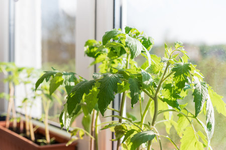 At home, boxes with soil for growing seedlings are placed on the windowsill. Garden root and vegetable growers grow seedlings at home in early spring so that when favorable weather conditions occur, they will be displayed in the gardenの写真素材