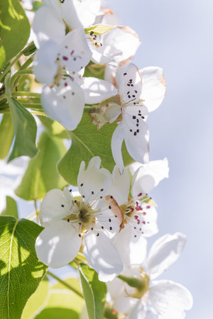 Fruit tree blossoms from close range, zoomed in with differentiated focus, swaying branches, filmed while holding the equipment in your hands from close rangeの写真素材