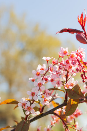 ornamental bird cherry blossom with pink flowers on a sunny day vertical framing, differential focus, photographed from a close distanceの写真素材