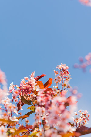 ornamental bird cherry blossom with pink flowers on a sunny day vertical framing, differential focus, photographed from a close distanceの写真素材