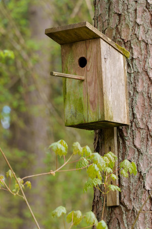 A birdhouse attached to a tree in the forest, photographed with differential focus, shallow depth of...