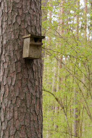 A birdhouse attached to a tree in the forest, photographed with differential focus, shallow depth of...