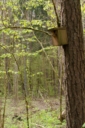 A birdhouse attached to a tree in the forest, photographed with differential focus, shallow depth of...