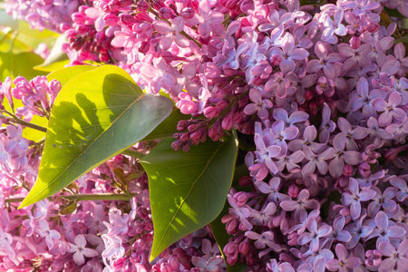 Lilac flowers photographed very close up with differentiated focus, natural lighting, lilac flowers visible nearbyの写真素材