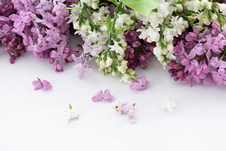 lilac flower branches arranged on a white table in a row, empty space in front, flowers in the back, photographed from a low angle, natural lightingの写真素材