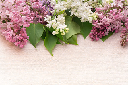 lilac flowers in different colors arranged on a linen fabric background with free space for inscriptions or objects, photographed from a high angle, full depth of fieldの写真素材