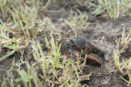 Mole cricket photographed from close range and low angle, during the day in bright sunlight, selective focusの写真素材