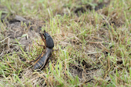Mole cricket photographed from close range and low angle, during the day in bright sunlight, selective focusの写真素材