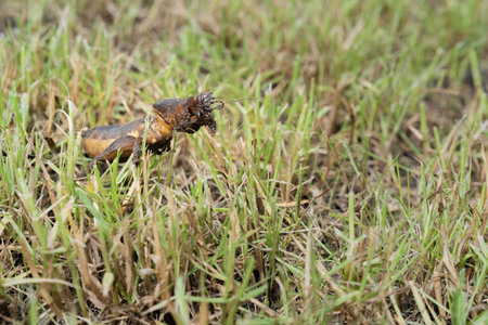 Mole cricket photographed from close range and low angle, during the day in bright sunlight, selective focusの写真素材