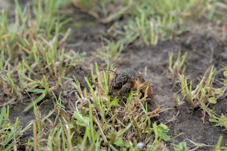 Mole cricket photographed from close range and low angle, during the day in bright sunlight, selective focusの写真素材