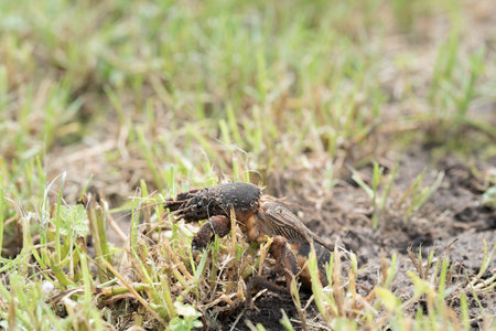 Mole cricket photographed from close range and low angle, during the day in bright sunlight, selective focusの写真素材