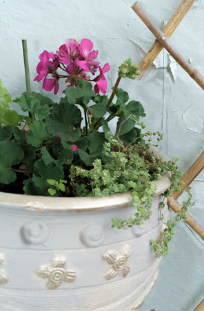 White flower pot with gold floral decoration, with various plants photographed from close up against a textured green wall background, home grown spices, unadulterated authentic imageの写真素材