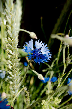 Arrangement of well-lit blue cornflowers on a dark background with poppies and ears of grain, photographed from close range with differentiated focus, decorative settingの写真素材