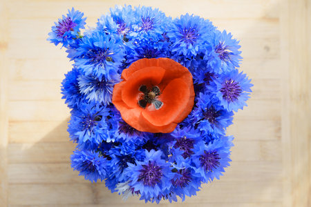 a vibrant red poppy flower, surrounded by a bouquet of blue cornflowers, on a light wooden background. The image is taken from above, and the colors are very saturated and contrastingの写真素材