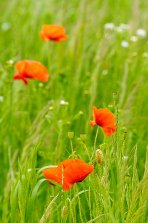 A green summer field, dominated by various plants and blades of grass. Upon closer inspection, one can spot some vibrant accents: a red poppy flower, partially hidden among the greenery. The background is natural and slightly blurred, creating a sense of field depth. The image exudes a truly summery, natural, slightly wild, and peaceful moodの写真素材