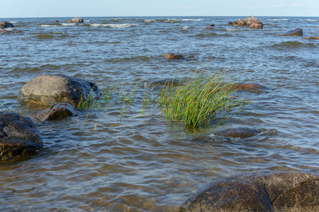 rocky stretch of coast, Baltic Sea large stones are scattered in the water and along the shore, creating a rough but natural landscape. In the foreground, bright green water grass grows between the stones, the water is wavy and reflects the gray-blue skyの写真素材