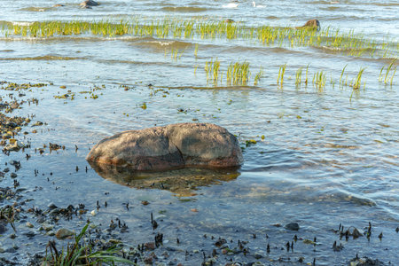 rocky stretch of coast, Baltic Sea large stones are scattered in the water and along the shore, creating a rough but natural landscape. In the foreground, bright green water grass grows between the stones, the water is wavy and reflects the gray-blue skyの写真素材