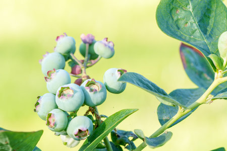 Unripe, light green blueberry clusters hanging on the bush branches. Surrounding them are lush, green leaves, and the background is slightly blurred to highlight the berriesの写真素材