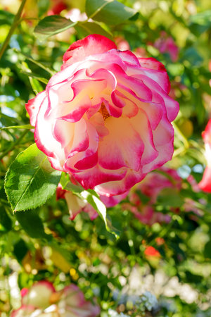 A magnificent rose, whose petals have two tones â a vibrant pink/fuchsia color in the center and a lighter, almost white or pale pink color at the edges of the petals, with faint dots or speckles. The rose is in bloom and placed in the foreground, highlighting its beauty. The background is green and slightly blurredの写真素材