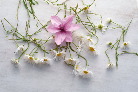 White daisy flowers with green stems are arranged on a white wooden surface. A pink flower is centered in the composition. Peaceful, natural mood. Perfect for backgrounds or copy space.の写真素材