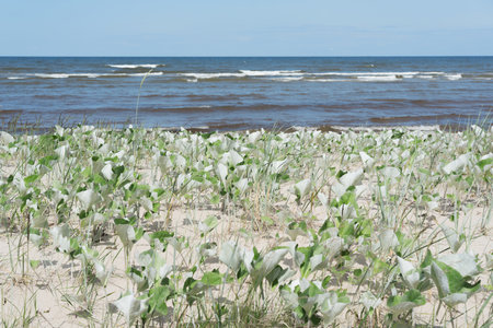 coastal sand dune covered with dense vegetation with light green, almost silvery leaves. The background is slightly blurred, with darker vegetation and possibly forest visible belの写真素材