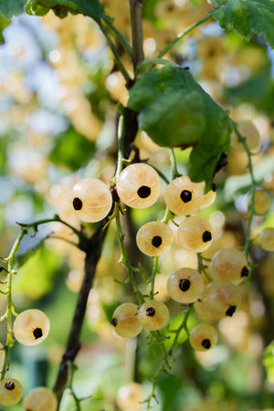 Abundant clusters of ripe, translucent white currants on a bush branch. Green leaves in a soft,...