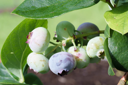 Unripe, light green blueberry clusters hanging on the bush branches. Surrounding them are lush, green leaves, and the background is slightly blurred to highlight the berriesの写真素材