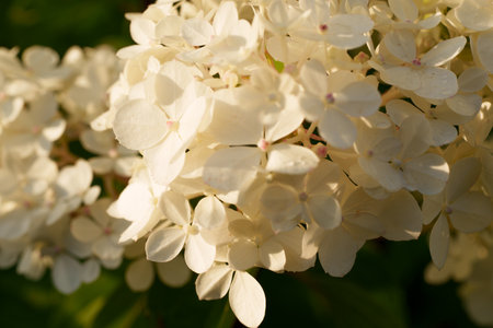 soft yellow and white hydrangea florets form a beautiful cluster in a close-up shot. a delicate and...