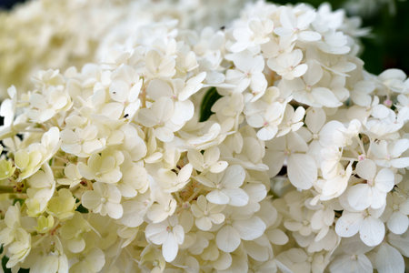 soft yellow and white hydrangea florets form a beautiful cluster in a close-up shot. a delicate and...