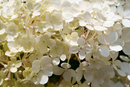 soft yellow and white hydrangea florets form a beautiful cluster in a close-up shot. a delicate and...