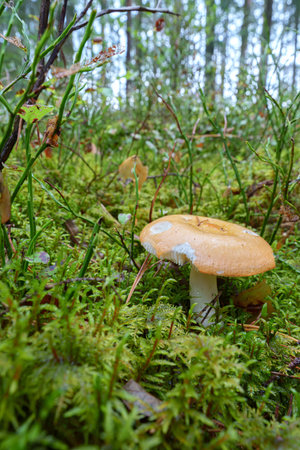 a single light-colored mushroom grows at the base of a mossy tree stump in the forest. a peaceful,...