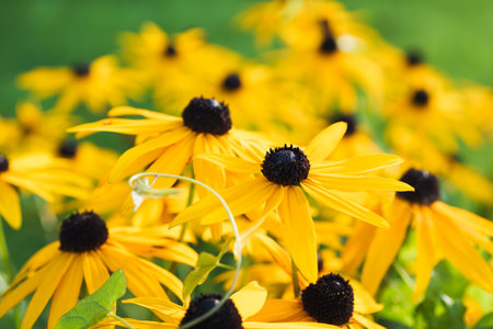 Vibrant yellow rudbeckia flowers with dark centers bloom in a garden. A detailed close-up of a joyful summer scene, with a blurred green background, capturing natural beauty and warmthの写真素材