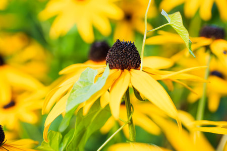 Vibrant yellow rudbeckia flowers with dark centers bloom in a garden. A detailed close-up of a joyful summer scene, with a blurred green background, capturing natural beauty and warmthの写真素材