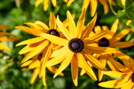 Vibrant yellow rudbeckia flowers with dark centers bloom in a garden. A detailed close-up of a joyful summer scene, with a blurred green background, capturing natural beauty and warmthの写真素材