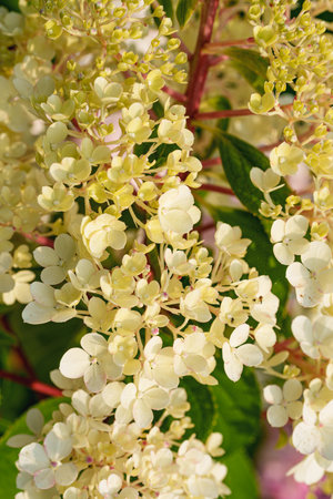 soft yellow and white hydrangea florets form a beautiful cluster in a close-up shot. a delicate and...