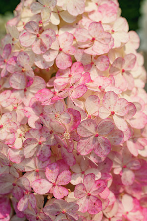 soft yellow and white hydrangea florets form a beautiful cluster in a close-up shot. a delicate and elegant garden scene with a shallow depth of field, capturing the natural beauty of the flowerの写真素材