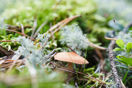 a single light-colored mushroom grows at the base of a mossy tree stump in the forest. a peaceful, natural detail surrounded by pine needles and clover, capturing a quiet forest sceneの写真素材