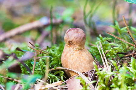 a single light-colored mushroom grows at the base of a mossy tree stump in the forest. a peaceful,...