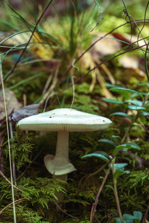 a single light-colored mushroom grows at the base of a mossy tree stump in the forest. a peaceful,...