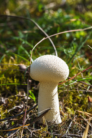 a single light-colored mushroom grows at the base of a mossy tree stump in the forest. a peaceful, natural detail surrounded by pine needles and clover, capturing a quiet forest sceneの写真素材