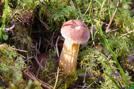 a single light-colored mushroom grows at the base of a mossy tree stump in the forest. a peaceful, natural detail surrounded by pine needles and clover, capturing a quiet forest sceneの写真素材