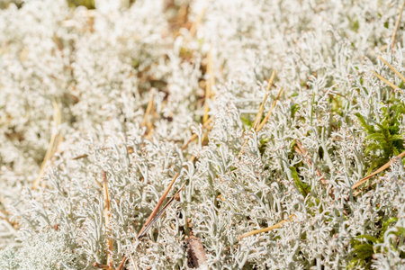 a detailed close-up of a white lichen (reindeer moss) on the forest floor. a serene and intricate nature scene, capturing the complex structure and texture of the plant in its natural environmentの写真素材