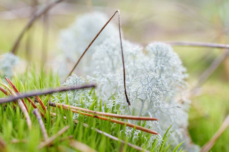 a detailed close-up of a white lichen (reindeer moss) on the forest floor. a serene and intricate nature scene, capturing the complex structure and texture of the plant in its natural environmentの写真素材