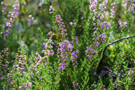 a field of purple and pink heather blooms in a forest setting. a tranquil and serene scene, capturing the natural beauty and calm of the wilderness in late summer.の写真素材