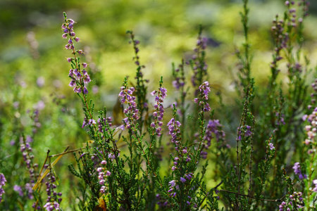 a field of purple and pink heather blooms in a forest setting. a tranquil and serene scene, capturing the natural beauty and calm of the wilderness in late summer.の写真素材