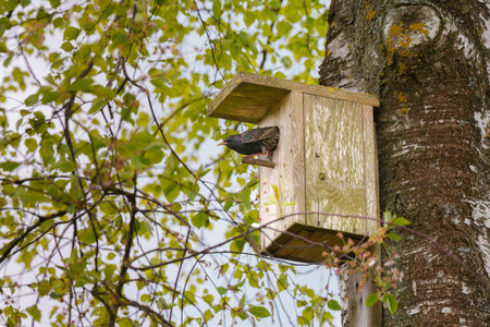 a common starling (Sturnus vulgaris) peering out of a wooden birdhouse attached to a tree trunk. a springtime nature scene with bright green leaves in the background, symbolizing new life and nature's awakeningの写真素材