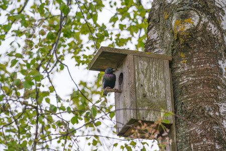 a common starling (Sturnus vulgaris) peering out of a wooden birdhouse attached to a tree trunk. a springtime nature scene with bright green leaves in the background, symbolizing new life and nature's awakeningの写真素材