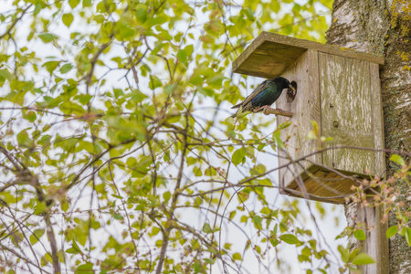 a common starling (Sturnus vulgaris) peering out of a wooden birdhouse attached to a tree trunk. a springtime nature scene with bright green leaves in the background, symbolizing new life and nature's awakeningの写真素材