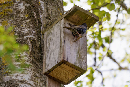 a common starling (Sturnus vulgaris) peering out of a wooden birdhouse attached to a tree trunk. a...